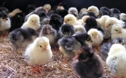 Havens Start-Premium - Kükenkorn 25kg -Tierbedarf Laden kken
