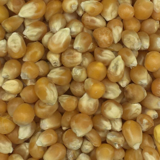 Mais Popcornmais - Spinne 25kg