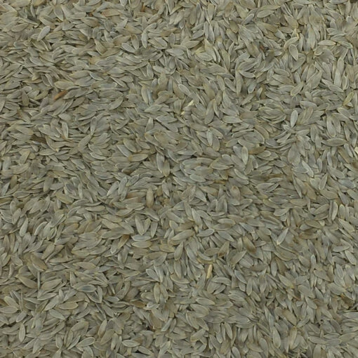 Salatsaat - Gladen 2,5kg