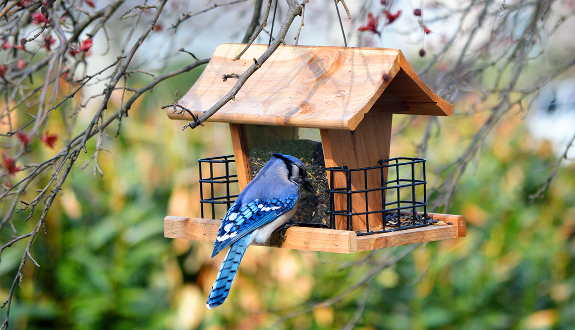 Tierbedarf Laden 33 Tierbedarf Laden -Tierbedarf Laden 1140 bird feeder esp