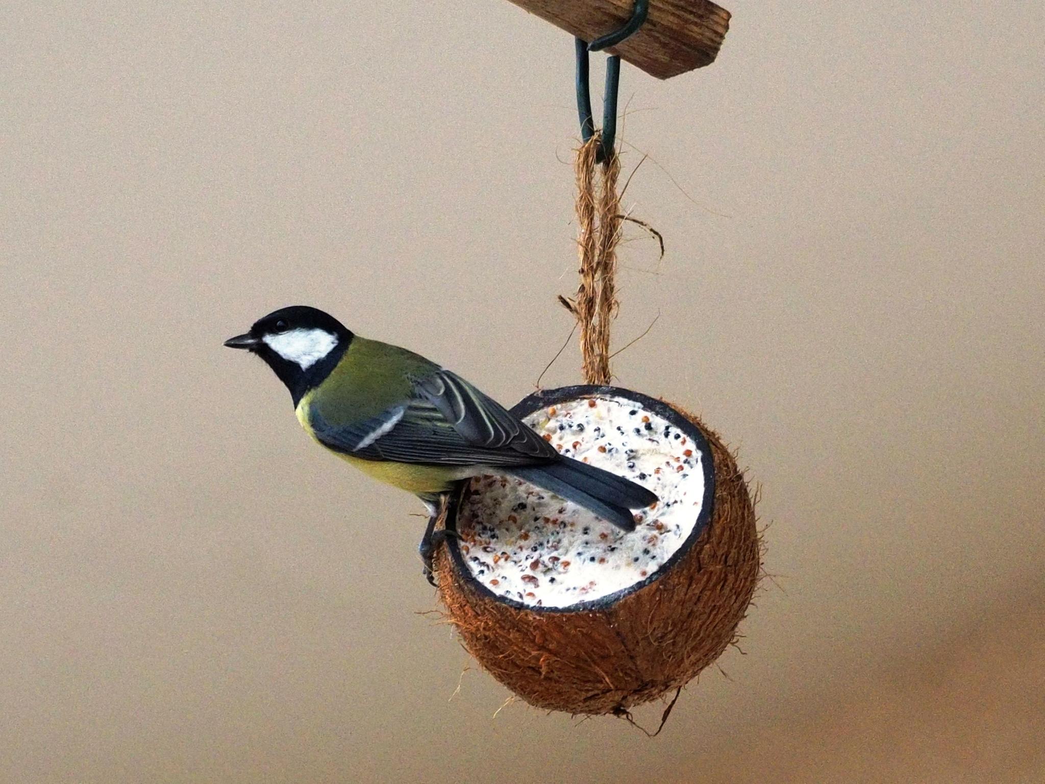Tierbedarf Laden 31 Tierbedarf Laden -Tierbedarf Laden Kohlmeise Vogelfuetterung Ludwig Holl LBV